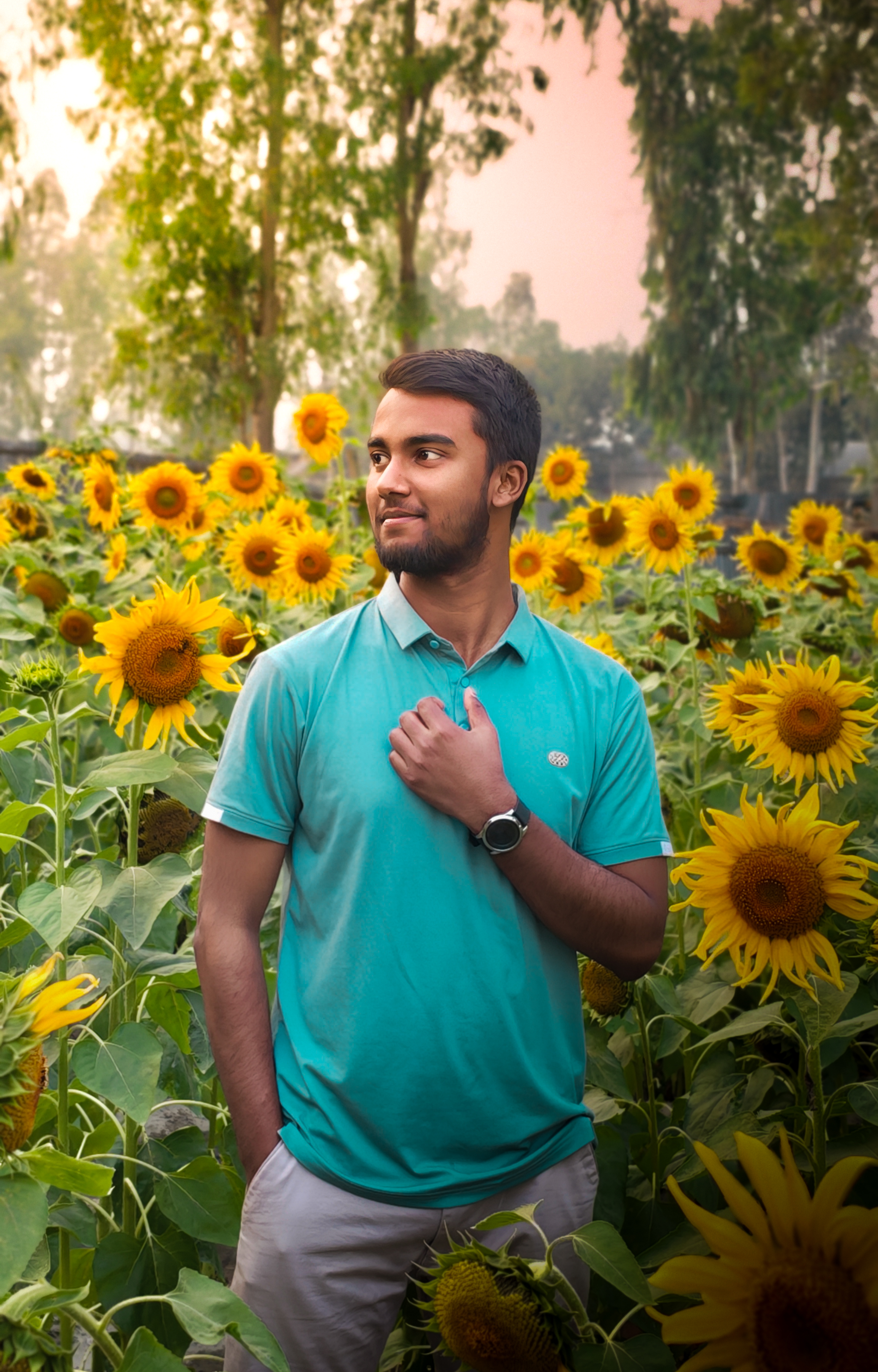 Sunflower